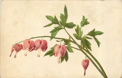 Arranjo de papoulas — ilustração botânica — editor NRG, n° 84