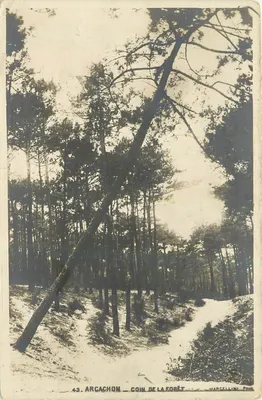 Arcachon — Canto da floresta — Marcellini Paris