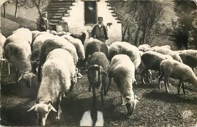 Bilhete postal moderno Cenas e Tipos dos Pirineus Ovelhas no Piquete