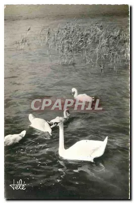 Cygne e cygns – Editor Clusa – n°504