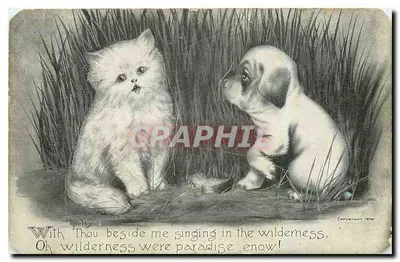 Gato e filhote de cão na grama — Copyright 1910 — Publicado por Vincent V. Colby, Denver, Colo.