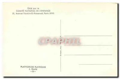 Papagaio com cabeça amarela — Platycecrus flaveolus — Editado pelo Comitê Nacional da Criança, Paris — Verso