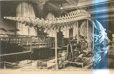 Museu Oceanoográfico de Mônaco — Zoologia (Baleias Rorqual, Tubarões, etc.)