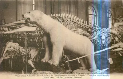 Museu Oceanoográfico de Mônaco — Exposição de esqueletos e urso branco