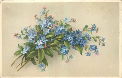 Arranjo de Myosotis — edição especial — Priemel & Balkham, n° 12