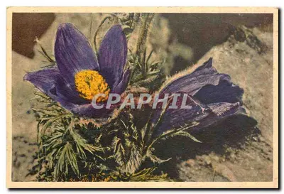 Anémone montana — Pulsatilla — Impressa na Suíça, n° 610