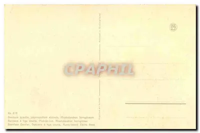 Fiori alpini — Gantiana a stelo corto, Leontopodium alpinum, Rhododendron ferrugineum — STF, n° 673 — Verso