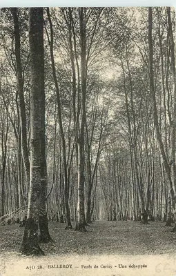 BalléroY — Las Cerisy — Widok z ucieczki