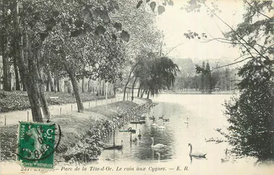 Parque da Tête-d'Or. O canto dos cisnes. — E. R.