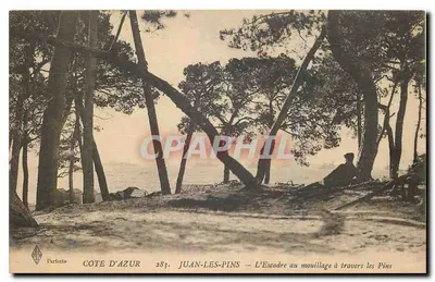 Juan-les-Pins — L'Escadre au mouillage à travers les Pins — Perfecta, Côte d'Azur, n°283