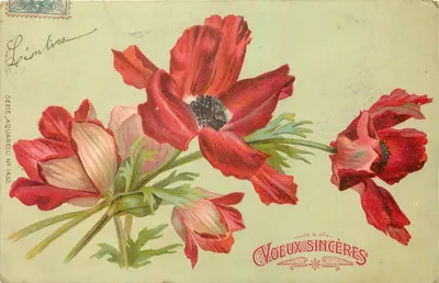 Anémonas vermelhas — série aquarela n° 1430 — editor Voeux sincères