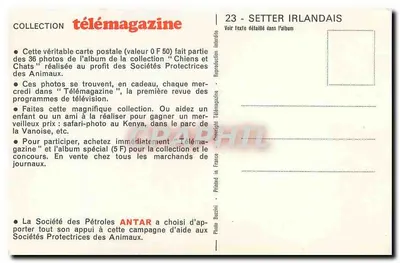 Setter irlandzki — zdjęcie psa przy jeziorze — Télémagazine — Rewers