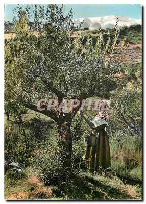 Jovem Comtadina colhendo as azeitonas — Provence — Éditions de Provence GAL