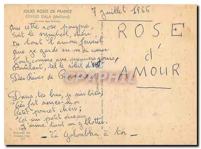 Rosa do Amor — Grand Gala (Meilland) — Draeger, Imp. 107 — Verso