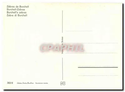 Zebra de Burchell — Série 363/8 — Edição Deriaz Baulmes — Verso