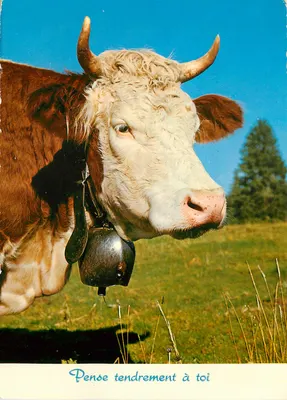 Vaca com sino — Pense carinhosamente em você — Gélophone, Edição Deriaz, Baublmes