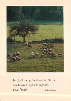 Ovelhas pastando em um campo — citação de La Rochefoucauld — editora não visível