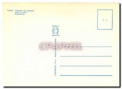 Tunisja: Stado kamelów — Karta pocztowa z serii F 11, wydawca CartHage — Rewers