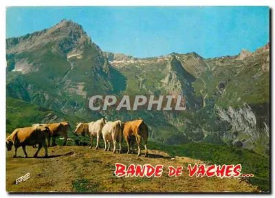 Banda de vacas — Montanhas — Edição da Europa