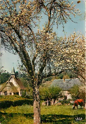 Paisagem Normanda — Pommiers em Flor — IRIS