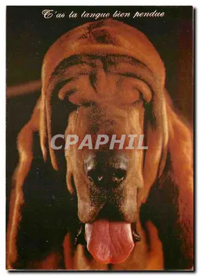 Cachorro da raça Bloodhound — Editor Denfert-Bréau, n° 8080
