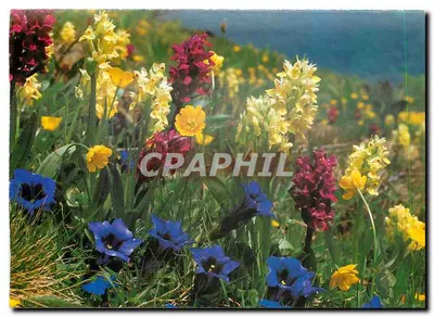 Flores alpinas selvagens — visão de montanha — Foto Reinhard/Enguatin Press AG Samadandan