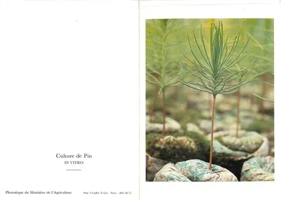 Cultivo de Pin — IN VITRO — Photothèque do Ministério da Agricultura