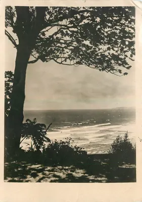 Vista do mar a partir de um promontório — árvore em primeiro plano — Foto verdadeira, n°161