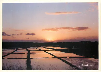Pôr do sol sobre os mariscos salgados — Edições Andrée, n° 44511