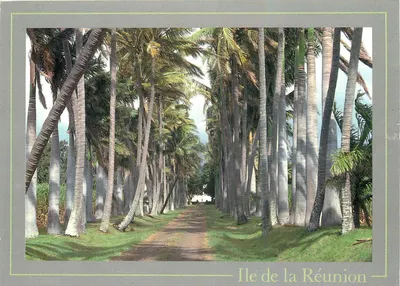 Avenida de palmeiras — Ilha de Reunião — Foto GARCIA