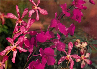 Orquídeas rosas — variedade manchada — editor 'Made by Kullak'