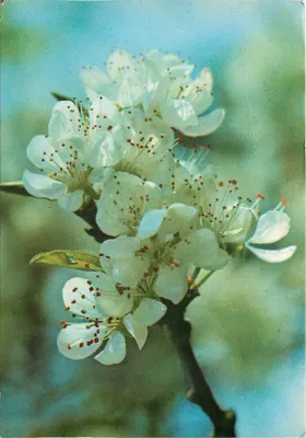 Flores de pereira — edição Studio Leboucq — n° 1044
