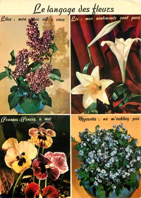 O idioma das flores — Éd. LYNA-PARIS n°304