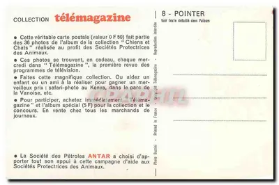 Pies Pointer — na polu kukurydzy — Kolekcja Télémagazine, nr 8 — Rewers