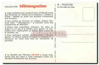 Pies Pointer — Kolekcja Télémagazine — Fotografia Buzzini n°8 — Rewers
