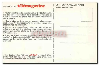 Schnauzer nain — Kolekcja Télémagazine — Fotografia Bazzini — Rewers