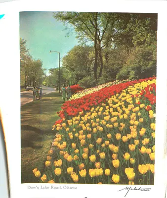 Dow's Lake Road, Ottawa — flores de tulipas vermelhas e amarelas — editor Carte de Marshall