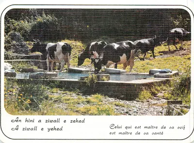 Vacas bebendo em uma fonte — Sabedoria da Bretanha — Edições de Arte Jos Le Doaré