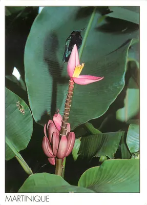 Colibri sobre flor de bananeira — Martinica — Edições La Case à Rhum