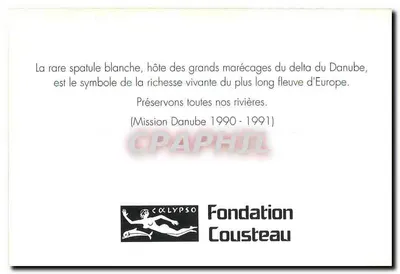Biała spatula — delta Dunaju — Fundacja Cousteau — Rewers