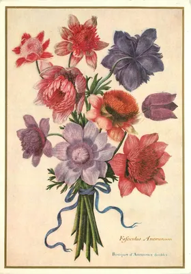 Buquê de Anêmonas duplas — Faseiculus Anemonum — Kunstverlag Wien
