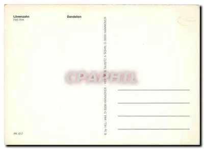 Mleczka — kwiaty żółte i białe — Heli Ihm & Sohn, Hannover, PK-817 — Rewers