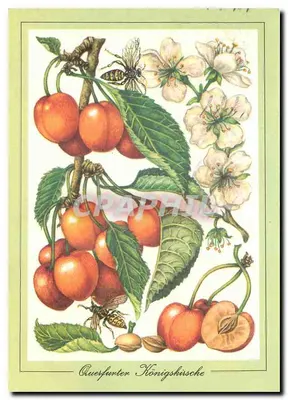 Querfurter Königskirsche — ilustração botânica — Planeterlag Berlin