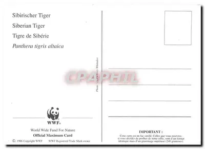 Tigre sibérien — Panthère tigris altaica — WWF — Rewers