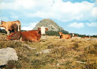 Paturagem nas proximidades do Mont Gerbier des Joncs — Éditions de Provence G.A.L. — n° 5176