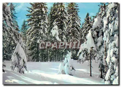 Florestas nevadas — Puy-de-Dôme — editor Helio, n° A Cl. 48