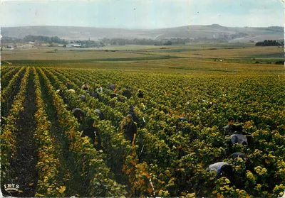 Colheitas na Champagne — Edições "La Cérogne" — n° 51.000.56