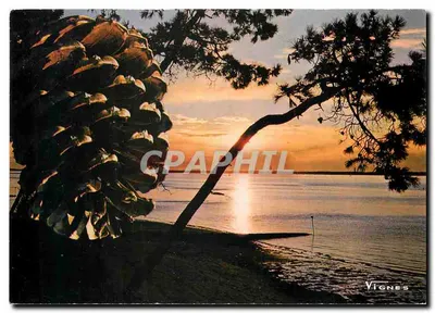 Pôr do sol — Vista das Landes — Vinhas