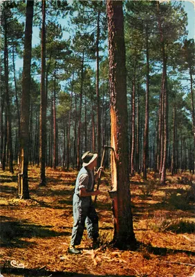 O Colhedor de Resina — Paisagens Landais — Cl. pp 65 — Imprimerie Comelier