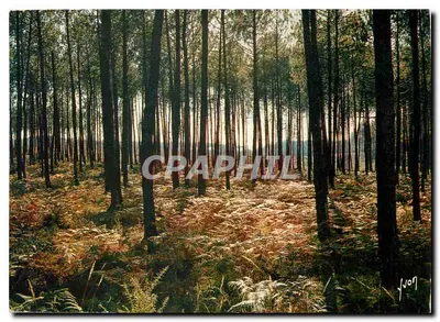 Les Landas — A Floresta Landaise — Edições Jean-Jaurès